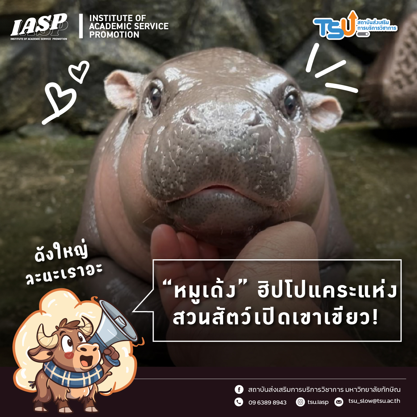 “หมูเด้ง” ฮิปโปแคระแห่งสวนสัตว์เปิดเขาเขียว!