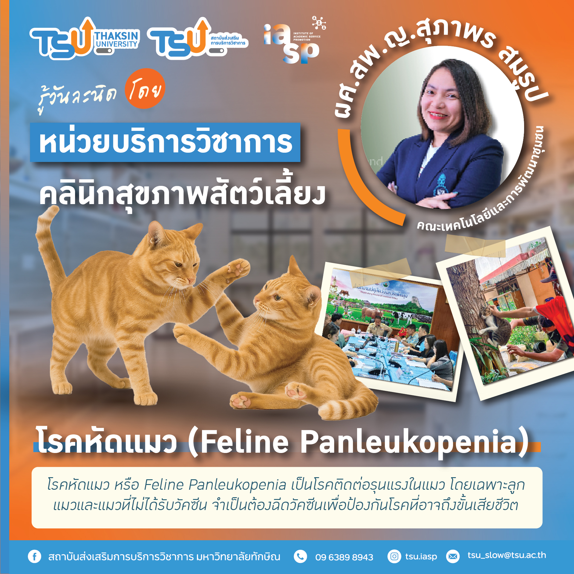 โรคหัดแมว (Feline Panleukopenia) ภัยร้ายสำหรับลูกแมวที่ต้องฉีดวัคซีน